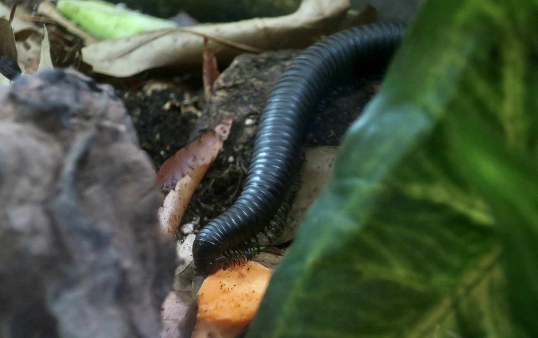 Giant African Millipede (Archispirostreptus gigas)