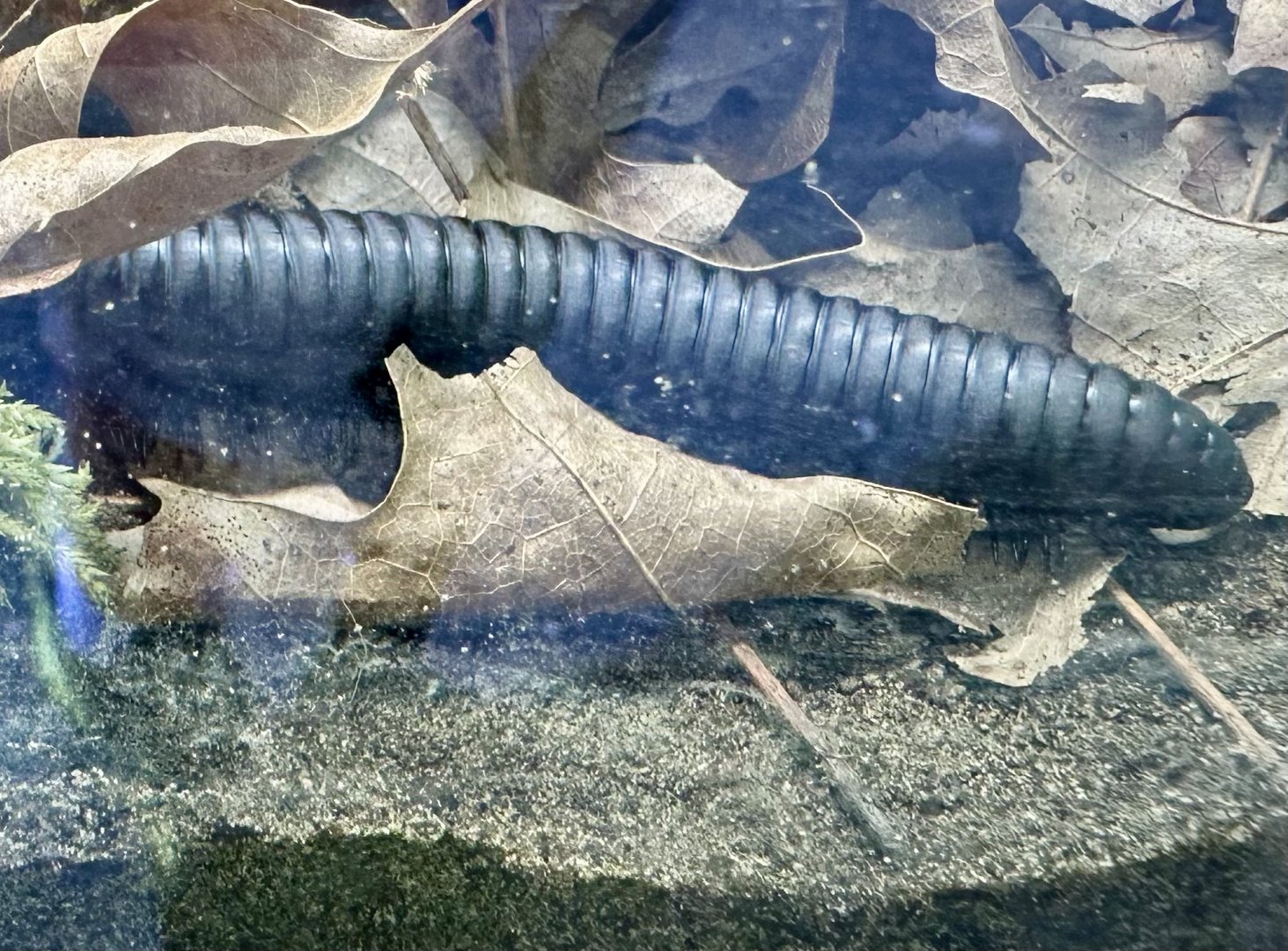 Giant African millipede (Archispirostreptus gigas)