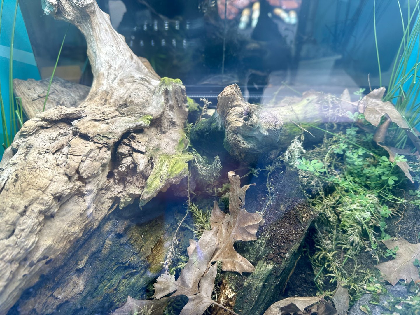 Giant African Millipede Exhibit