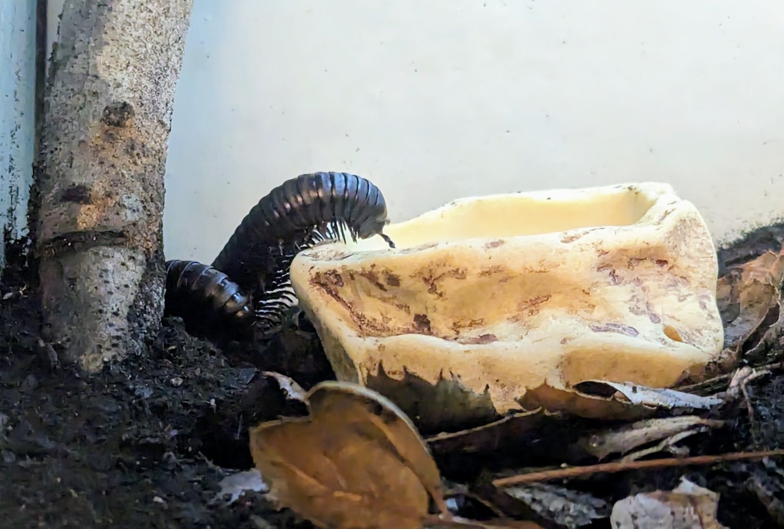 Giant African Millipede - July 8th 2023