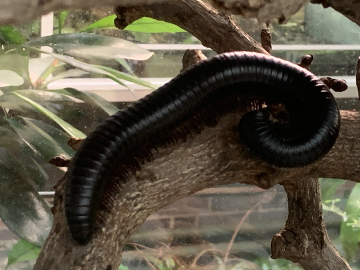 Giant African millipede