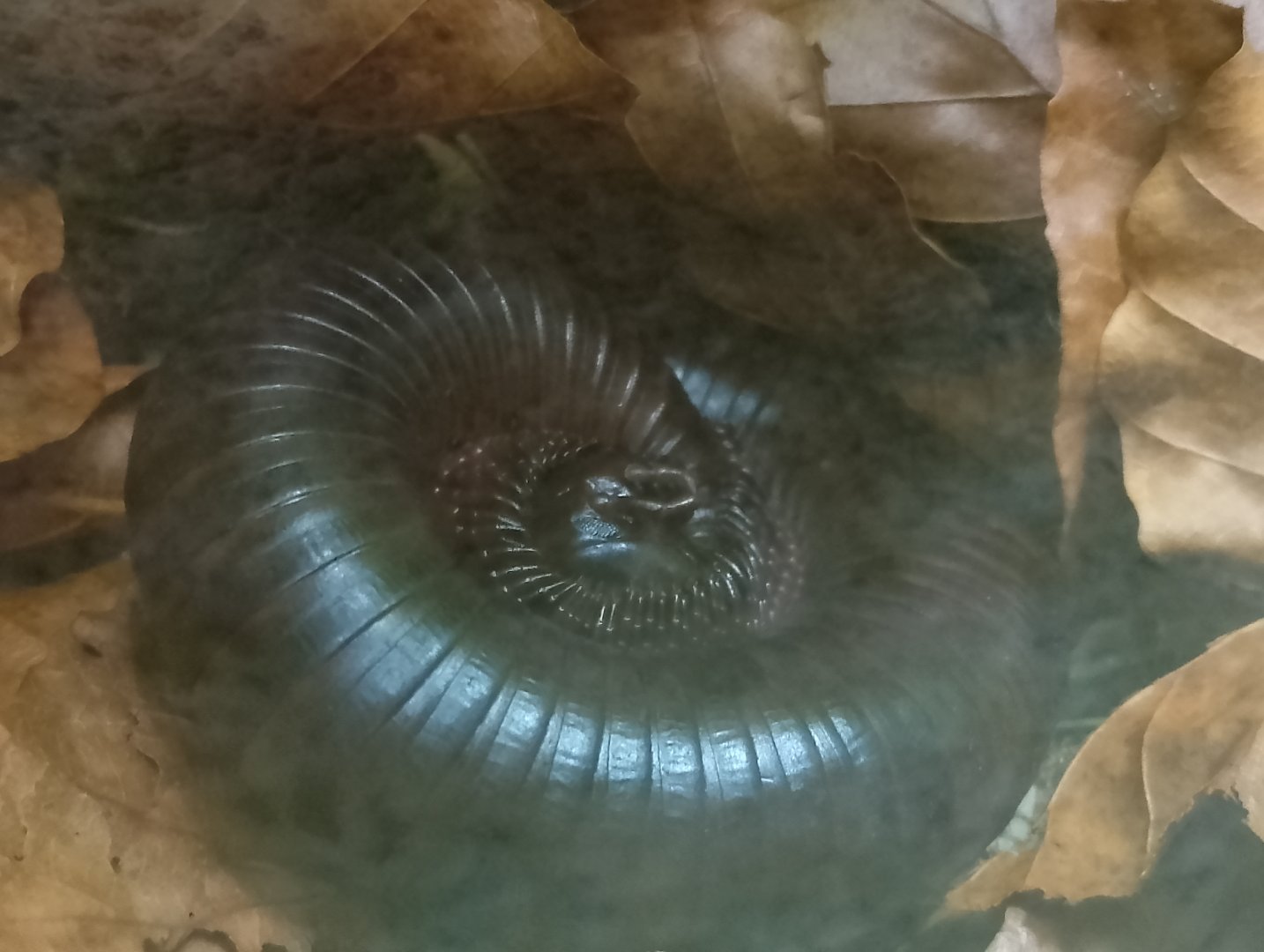 Giant African millipede