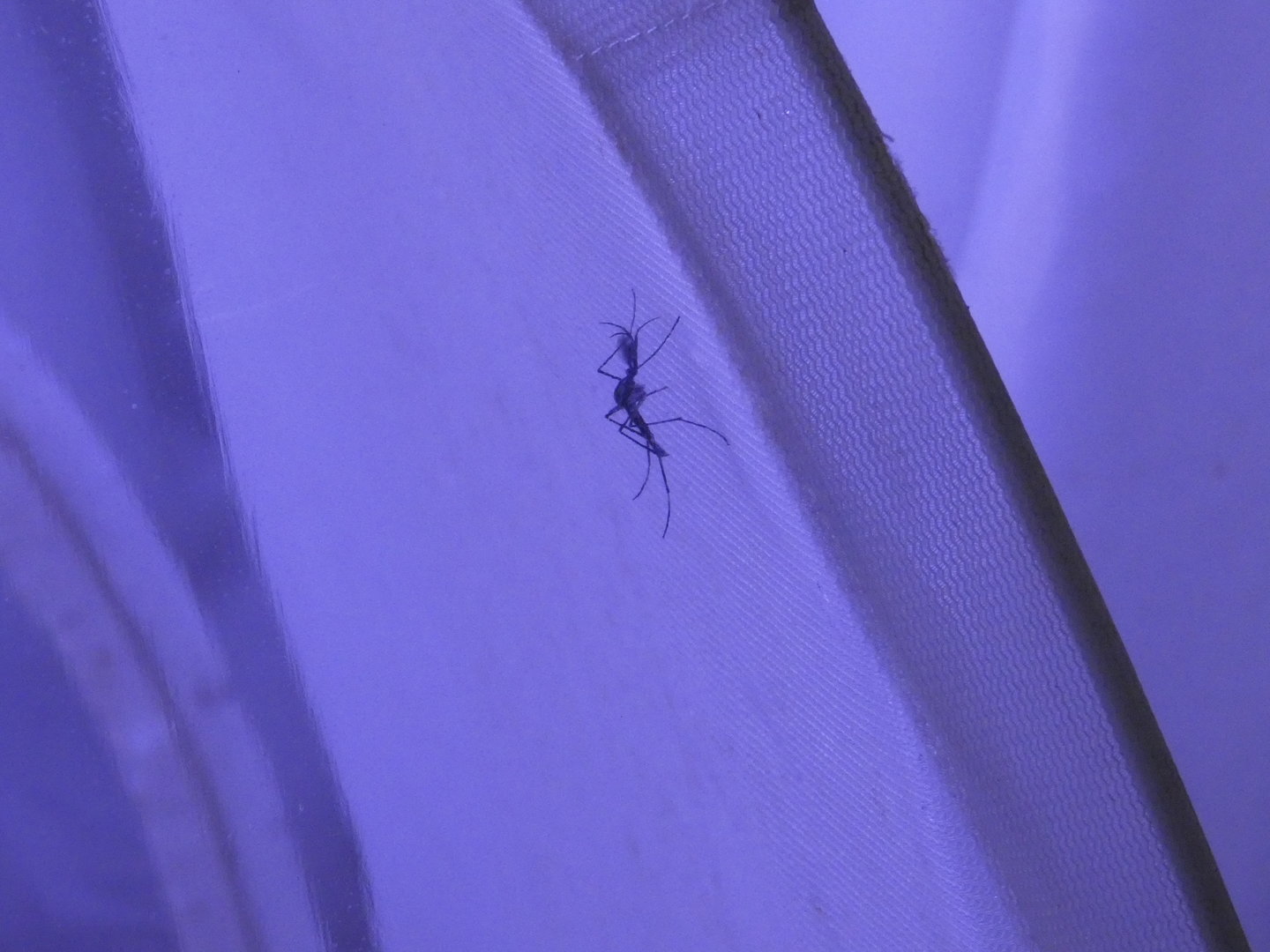 Giant African mosquito