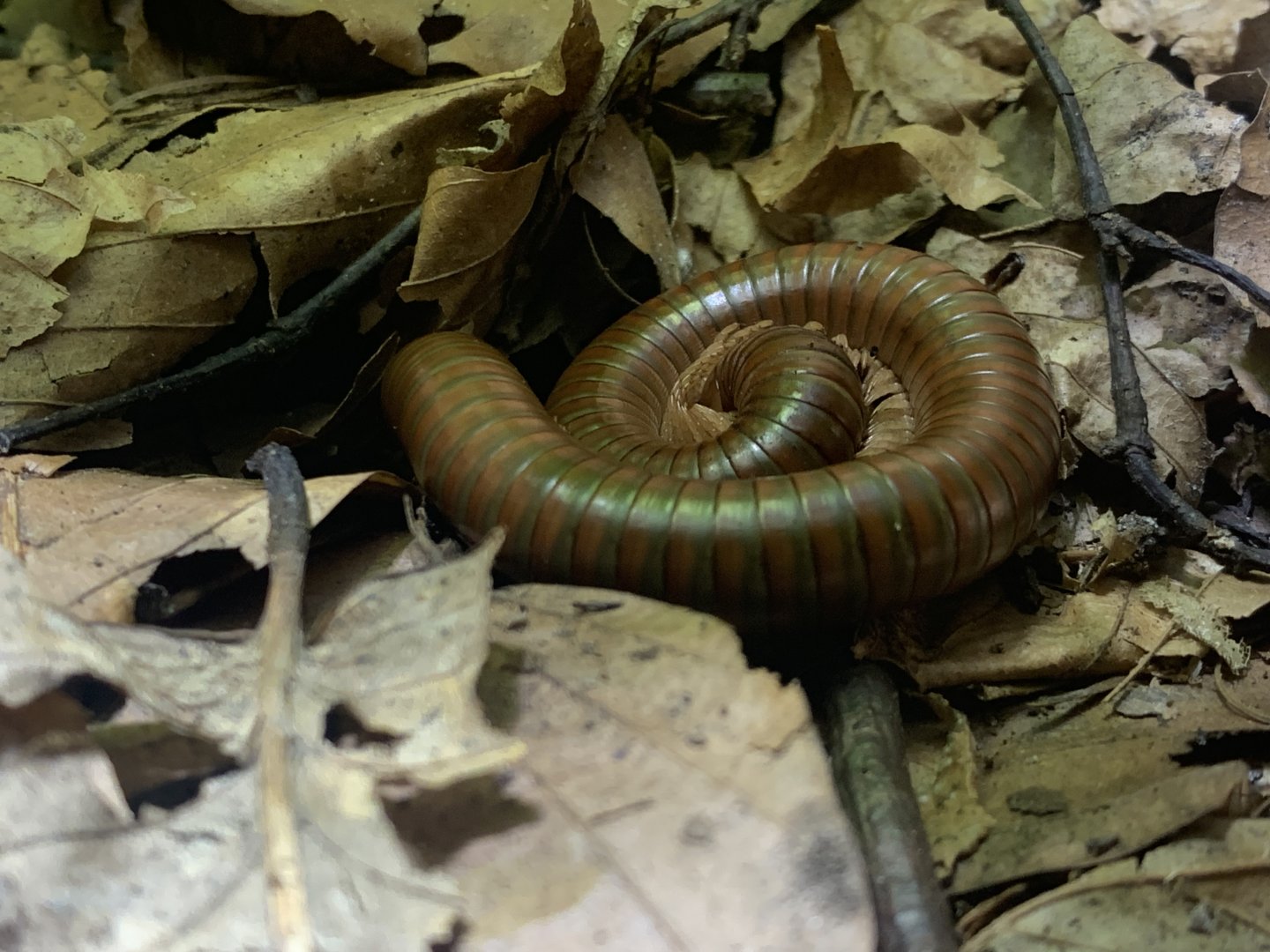 Giant African olive millipede