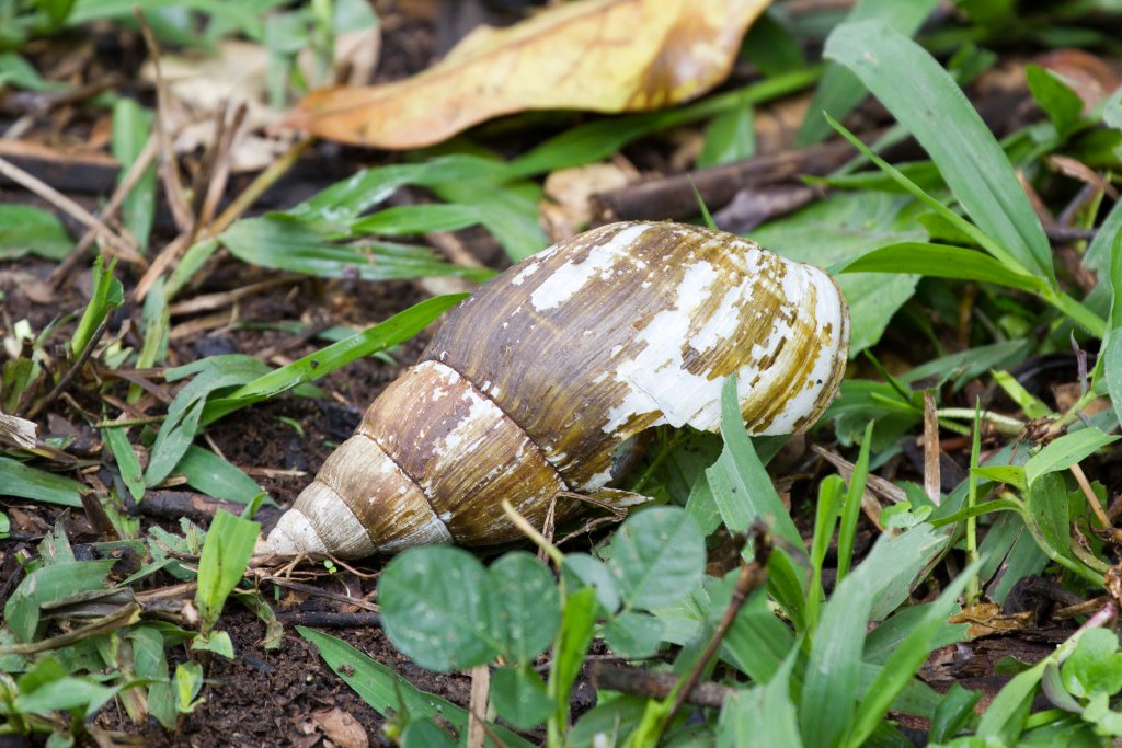 Giant African Snail shell