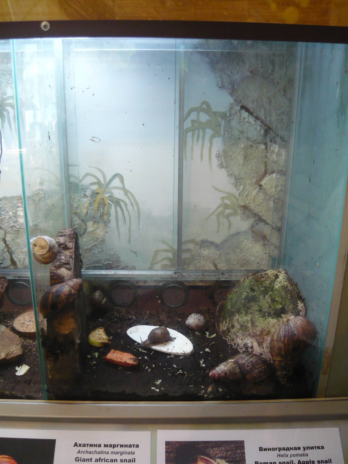 Giant African snails and Apple snails exhibit