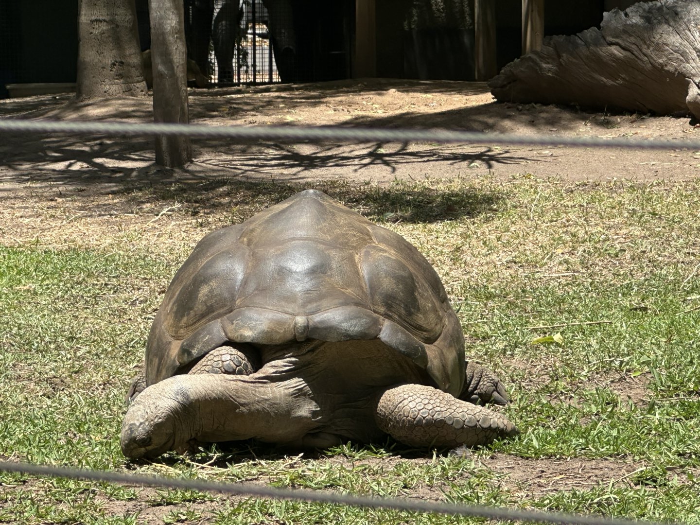 Giant Aldabra tortoise