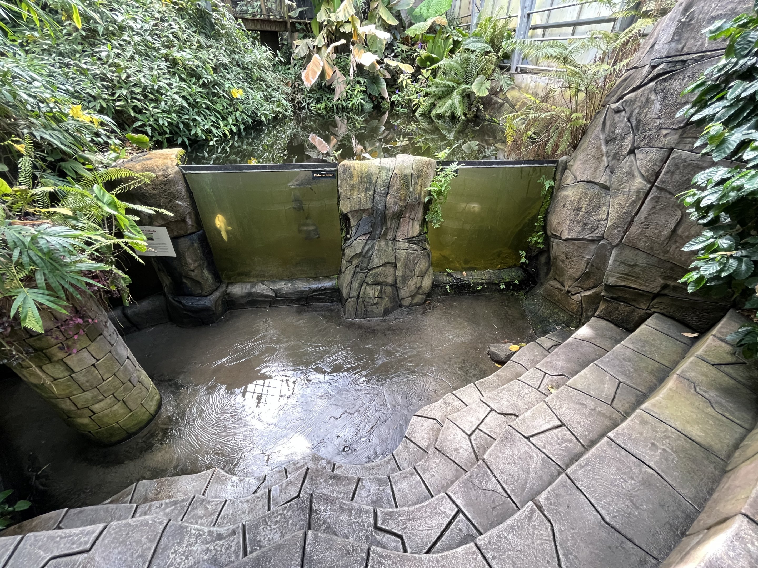 Giant Amazon Fish Exhibit