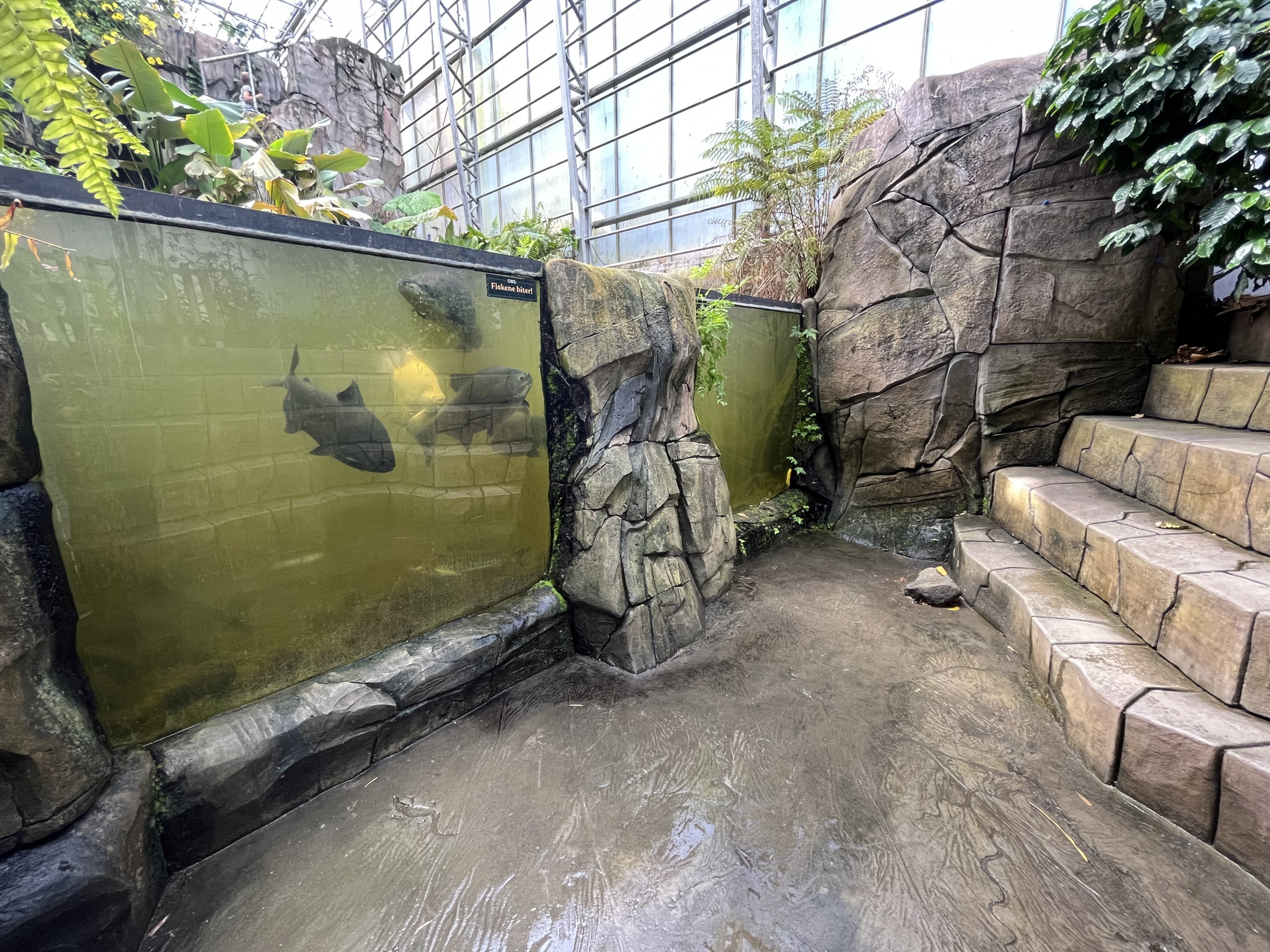 Giant Amazon Fish Exhibit