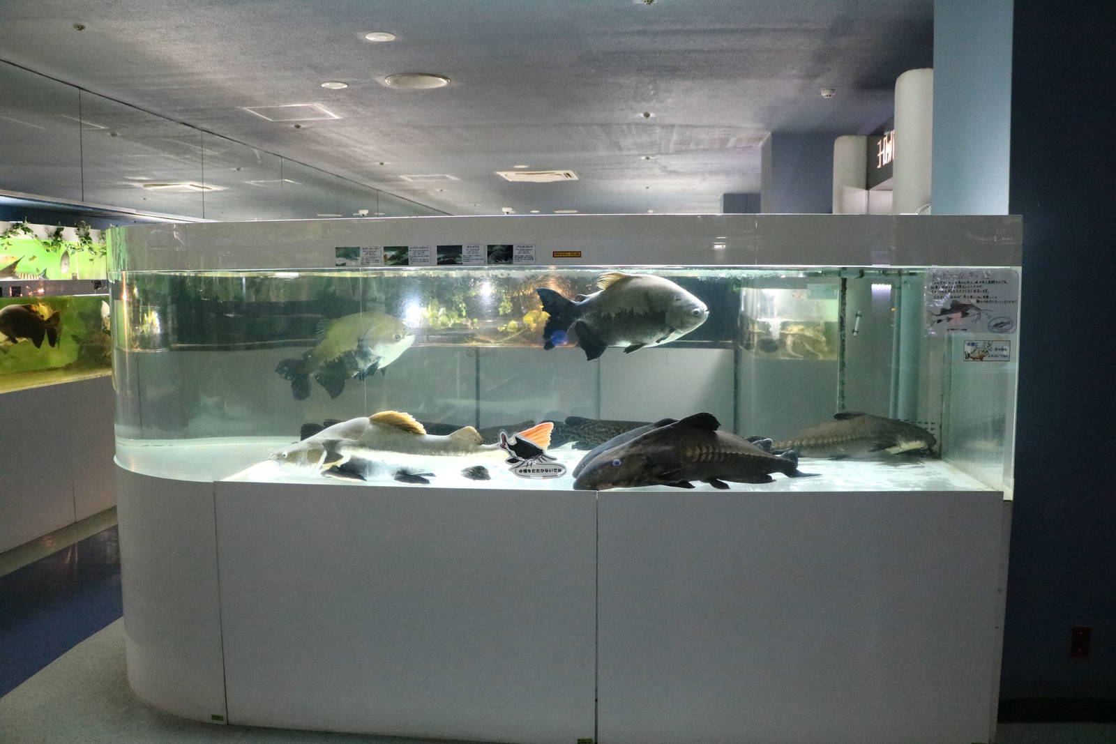 Giant Amazon fish tank - Tokyo Tower Aquarium, February 2016