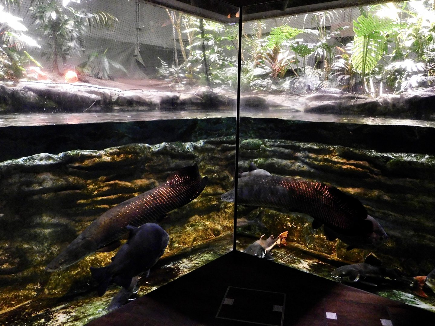 Giant Amazon River Fish Tank - Kawasui Kawasaki Aquarium October 8, 2025