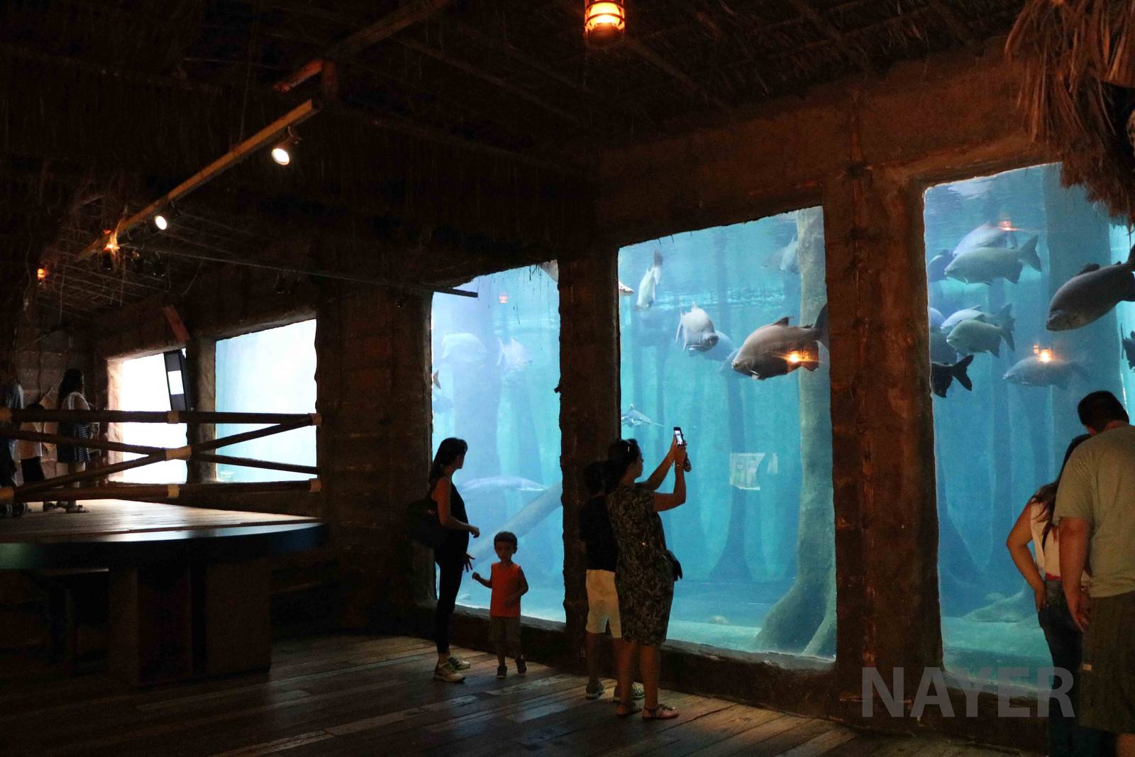 Giant Amazon tank viewing, April 2016