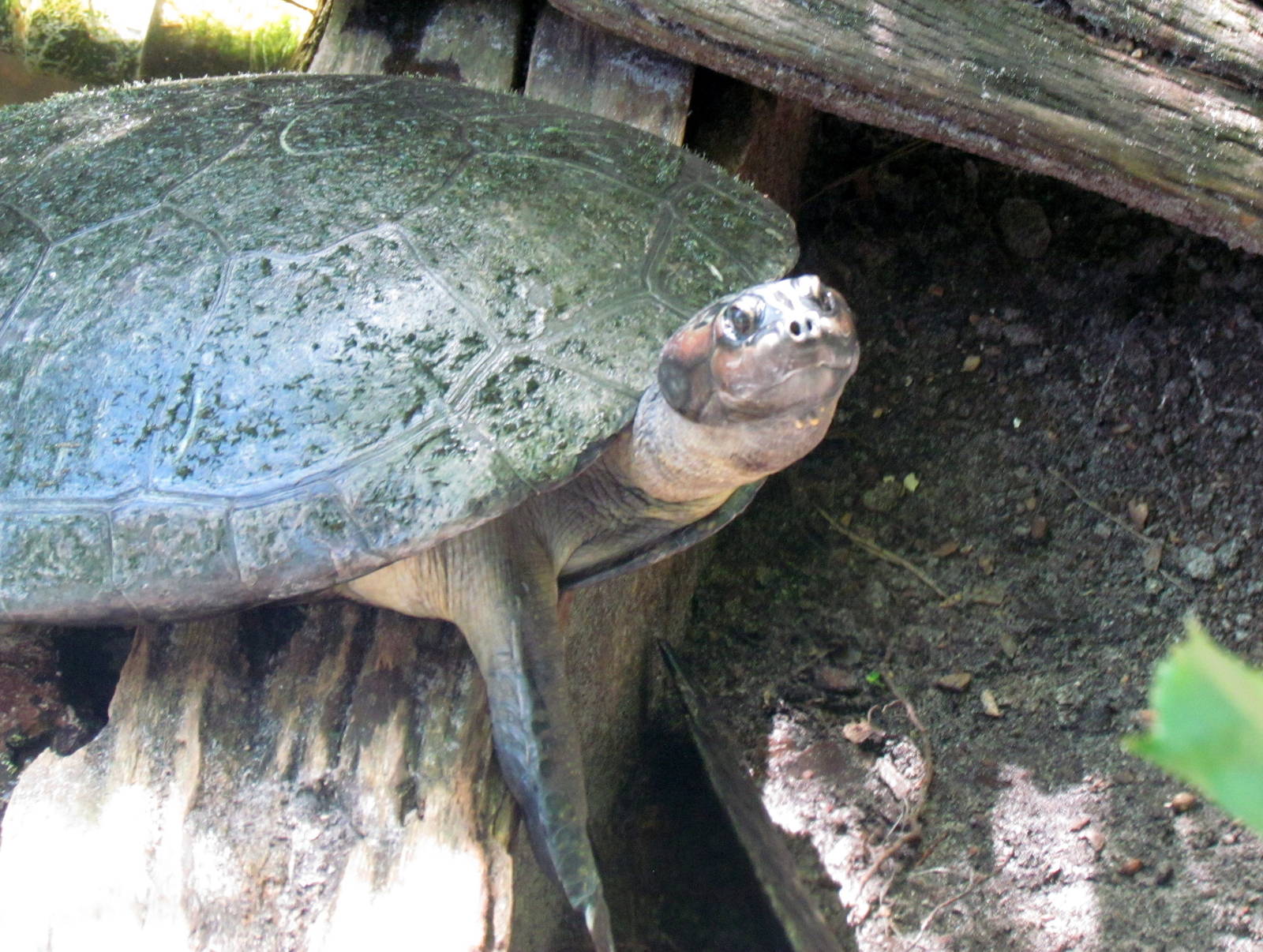 Giant Amazonian River Turtle
