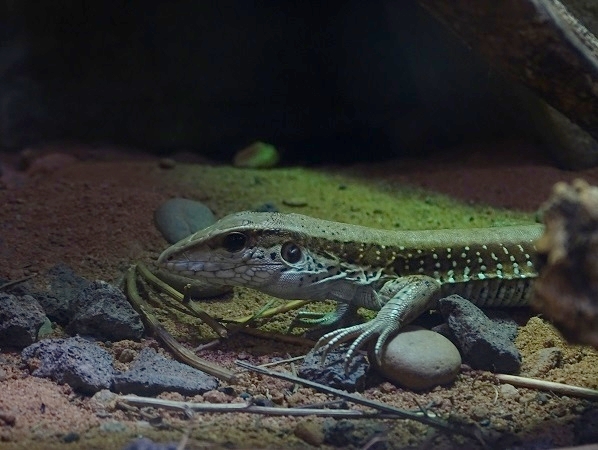 Giant ameiva (Ameiva ameiva) (07/22)
