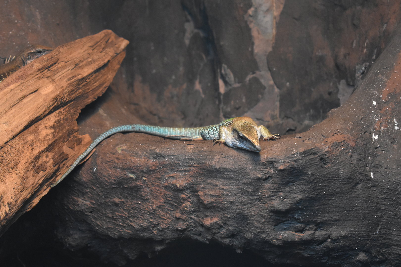 Giant ameiva (Ameiva ameiva)
