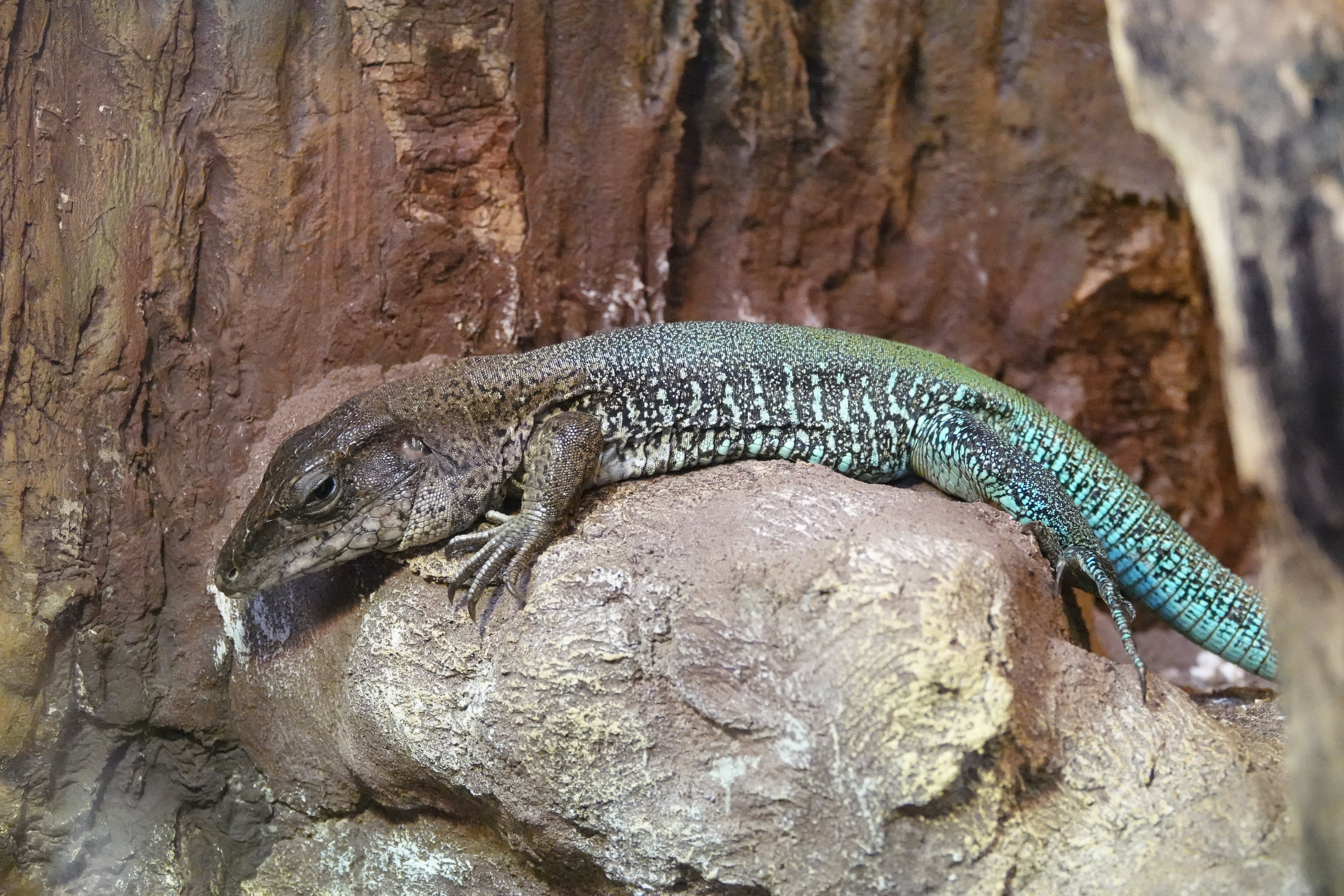 Giant ameiva