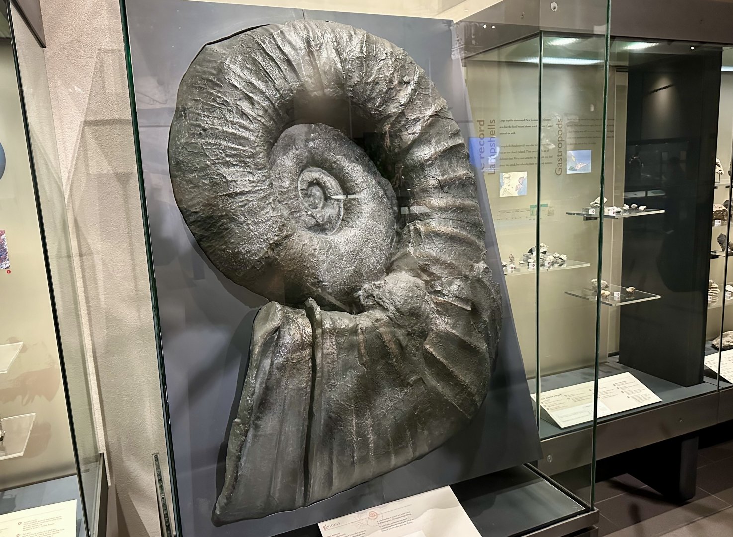 Giant ammonite (Lytoceras taharoaensis)