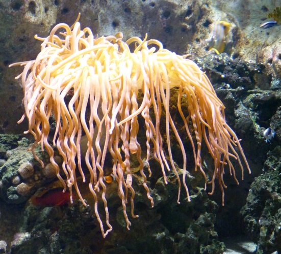 Giant anemone, please ID!