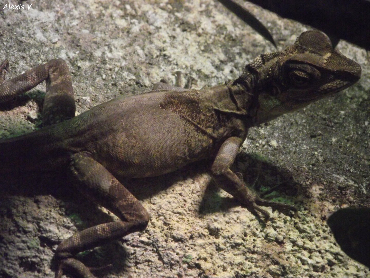 Giant Anglehead Lizard - Zooparc de Beauval - 12/04/2025