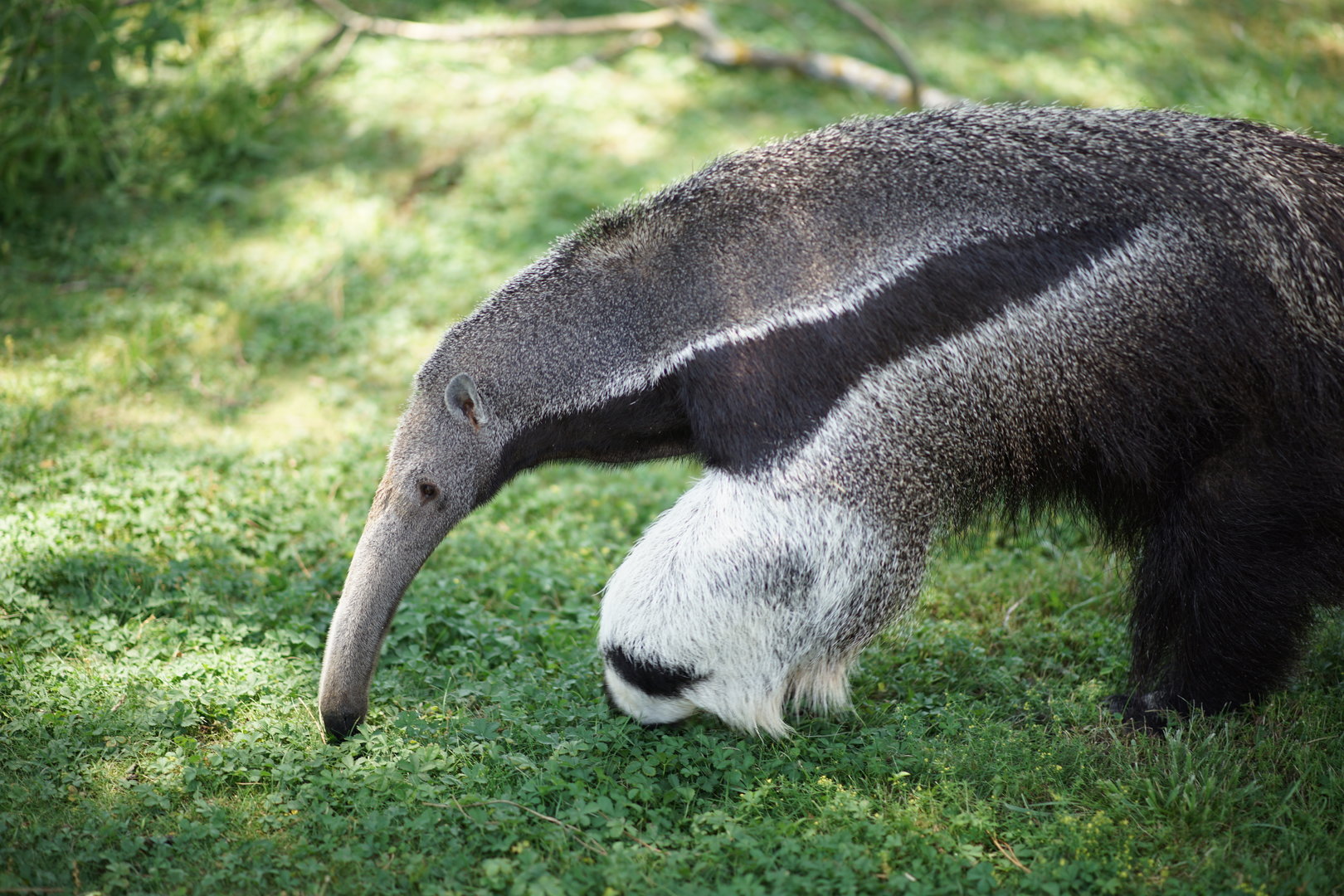Giant Anteaeter