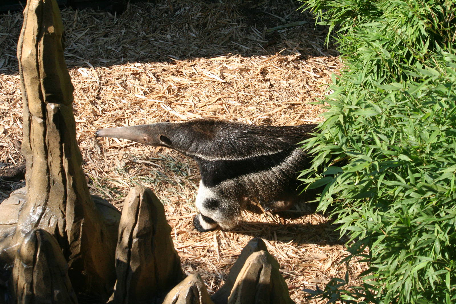 Giant anteater, 01/10/2011