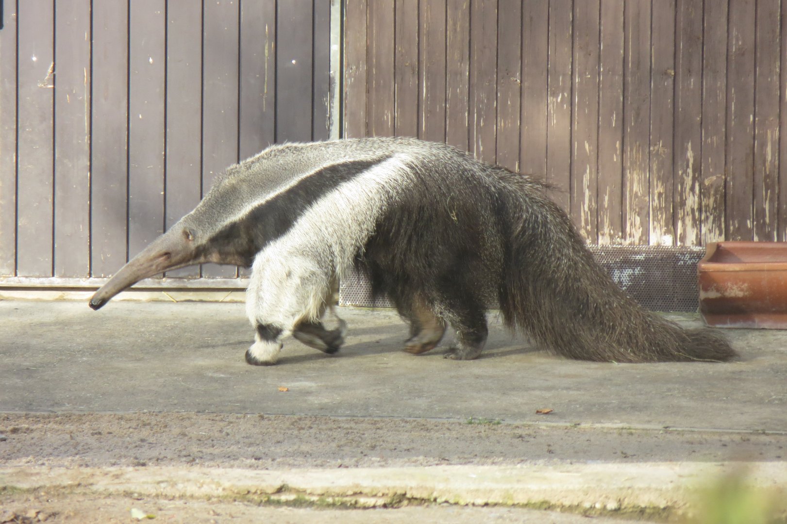 Giant anteater 011218