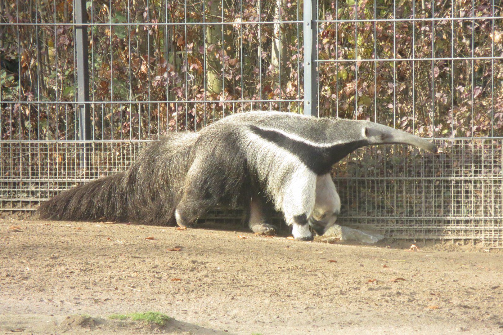 Giant anteater 011218