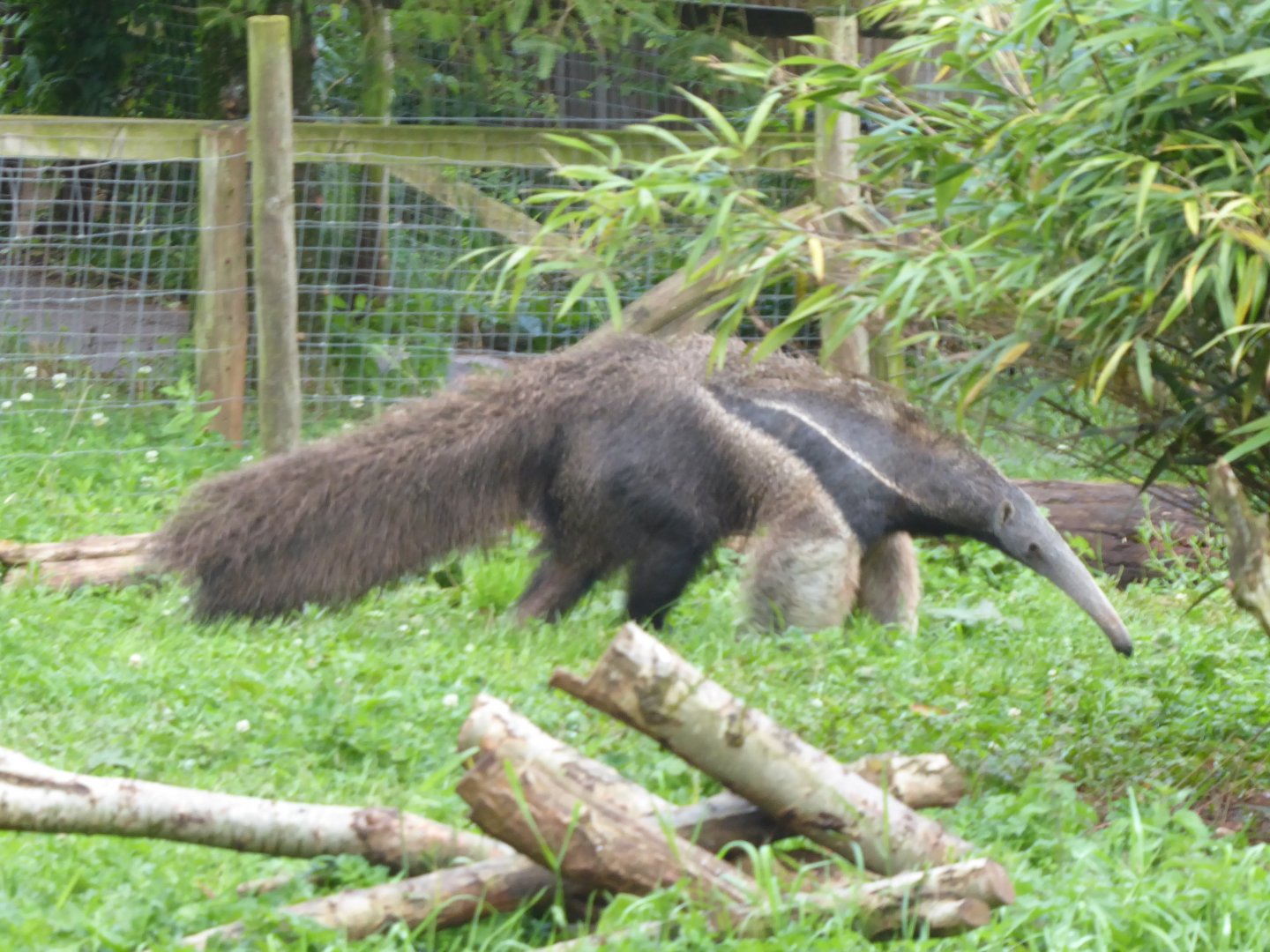 Giant anteater 020817