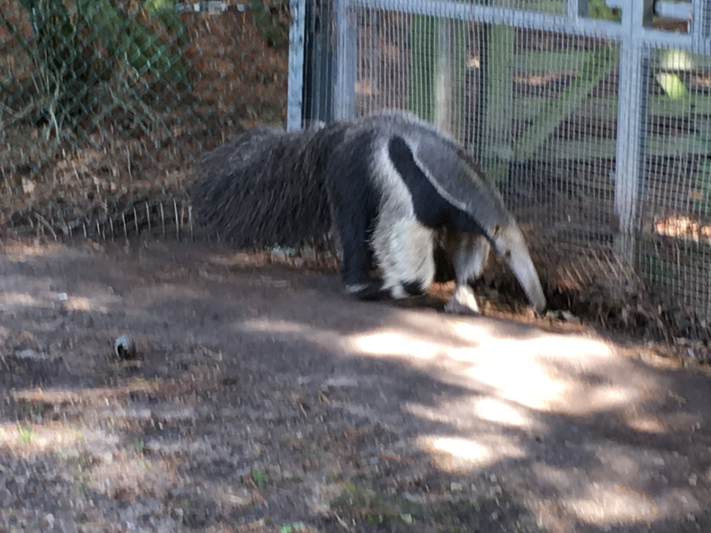 Giant anteater 040817