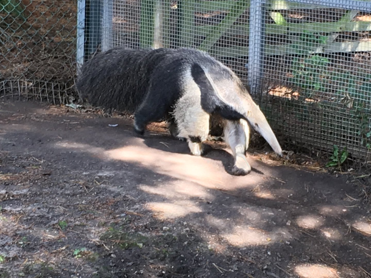 Giant anteater 040817