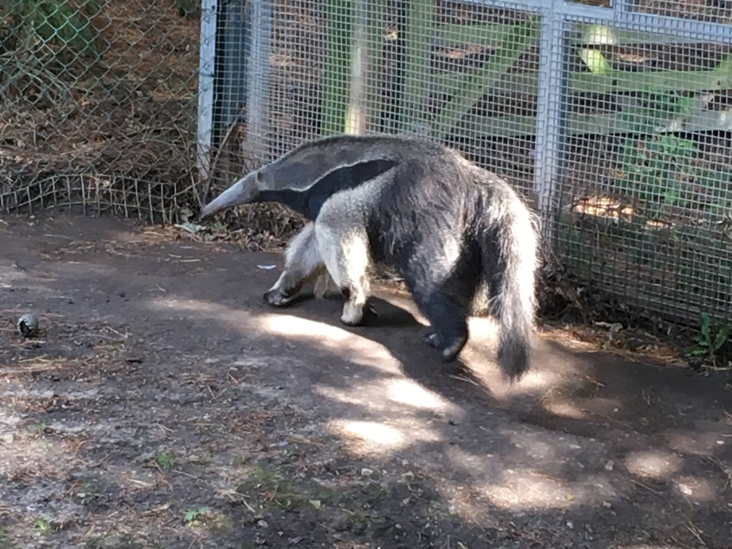 Giant anteater 040817