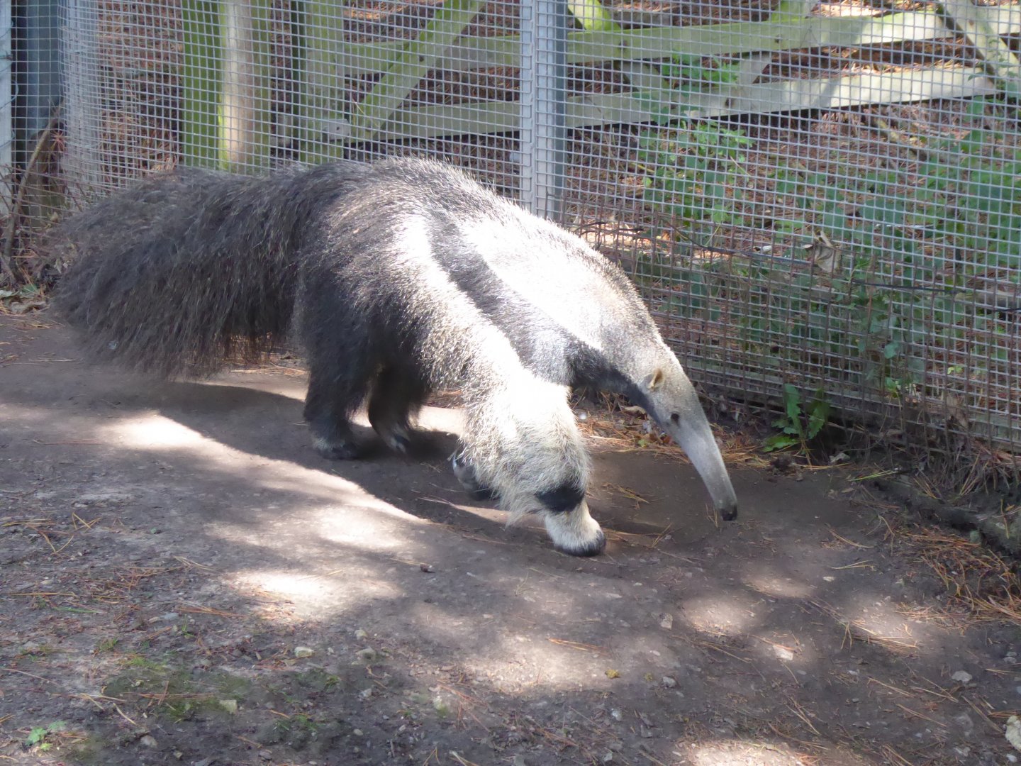 Giant anteater 040817