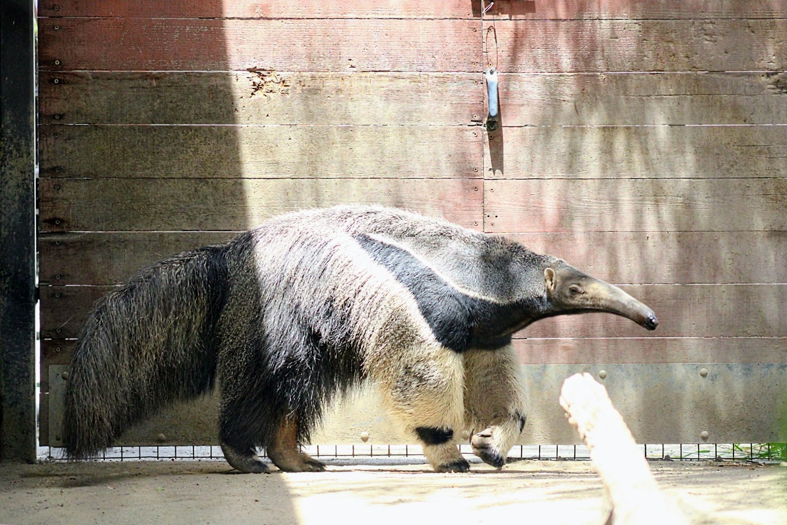 Giant Anteater (05/26/2022)