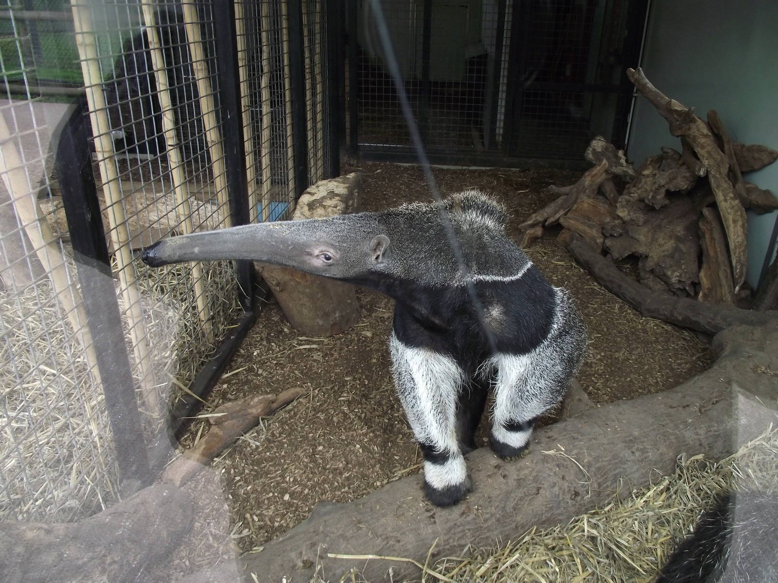 giant anteater 060311