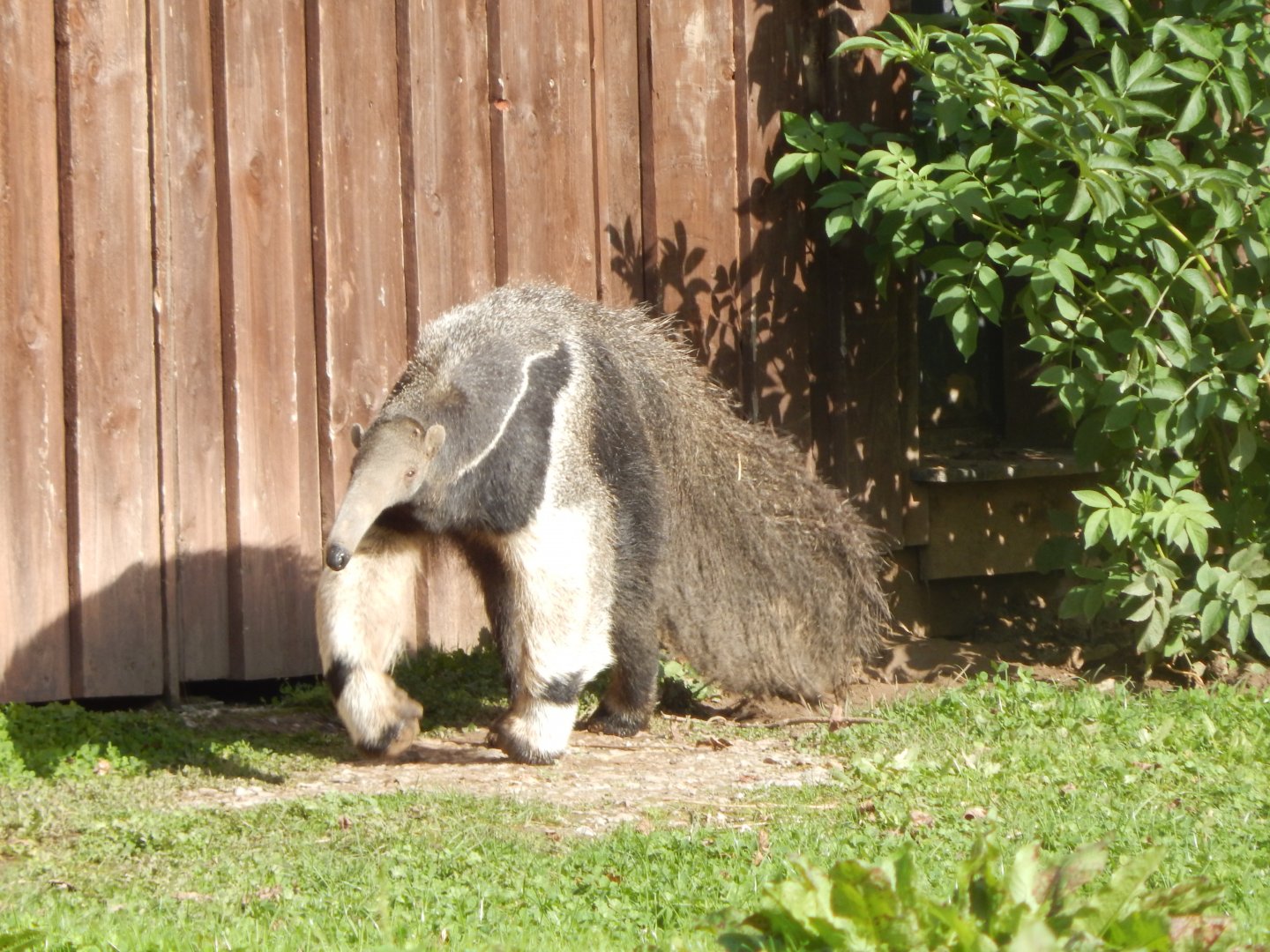 Giant anteater 071020
