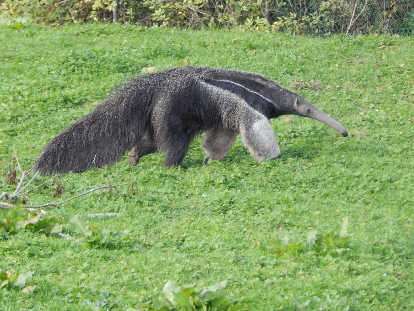 Giant anteater 071020