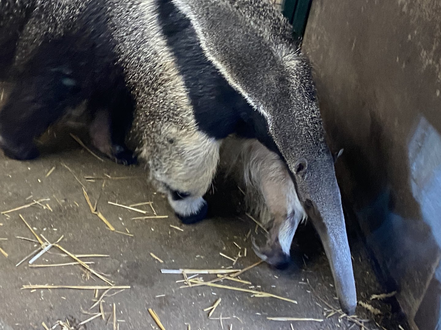 Giant anteater 091224