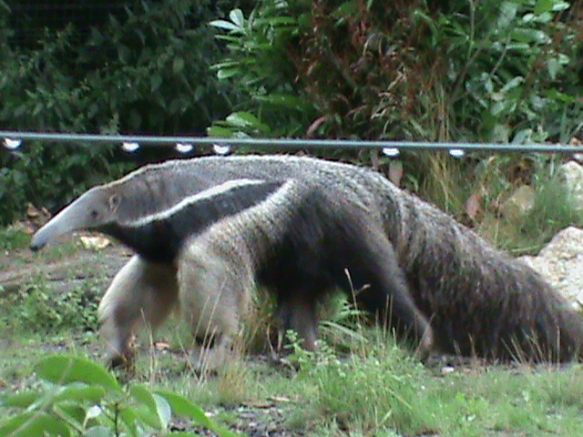 giant anteater 1 08/10