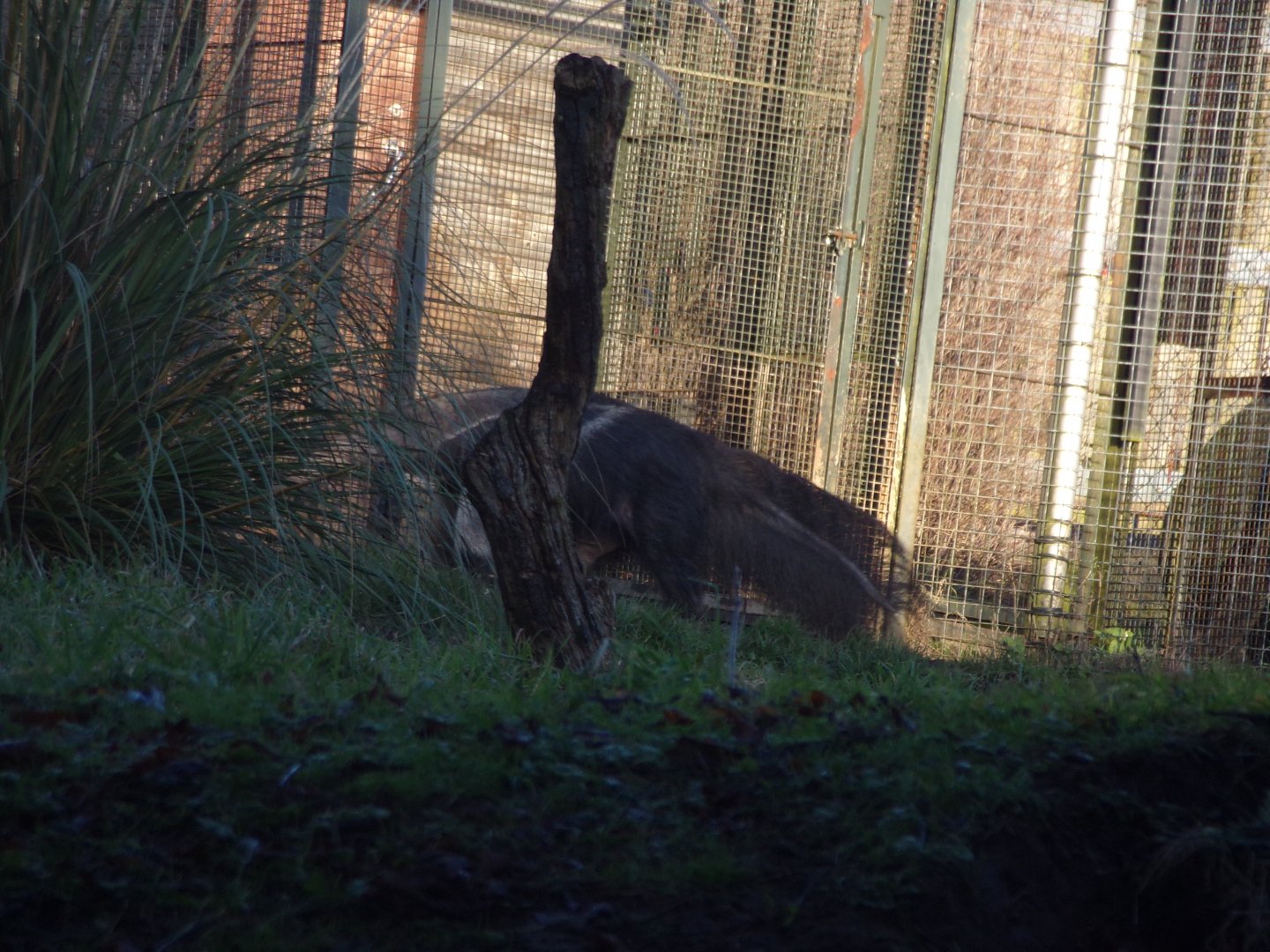 Giant anteater 1.1.24