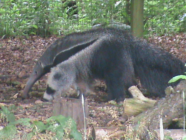 giant anteater 100711