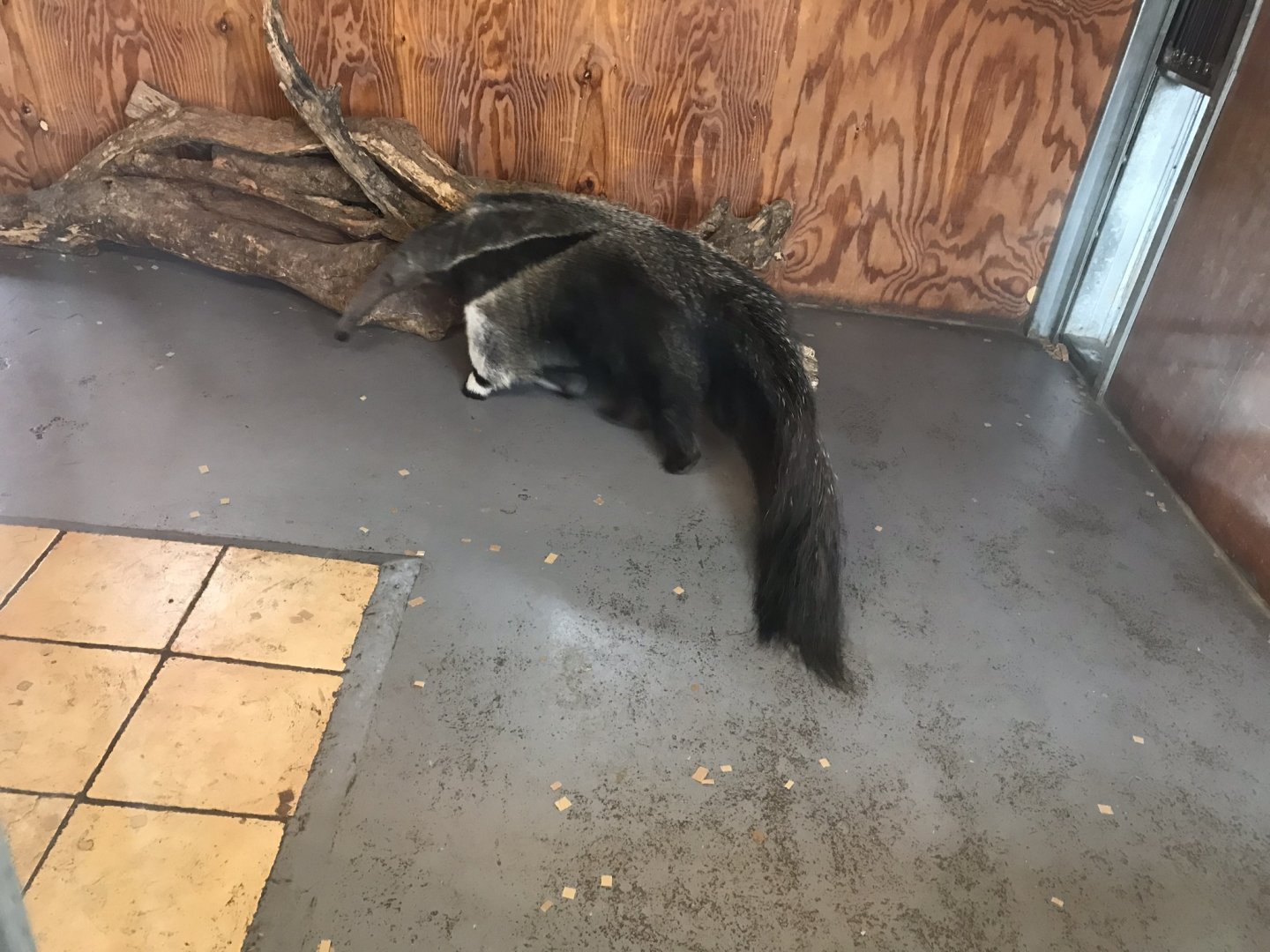 Giant anteater 100819
