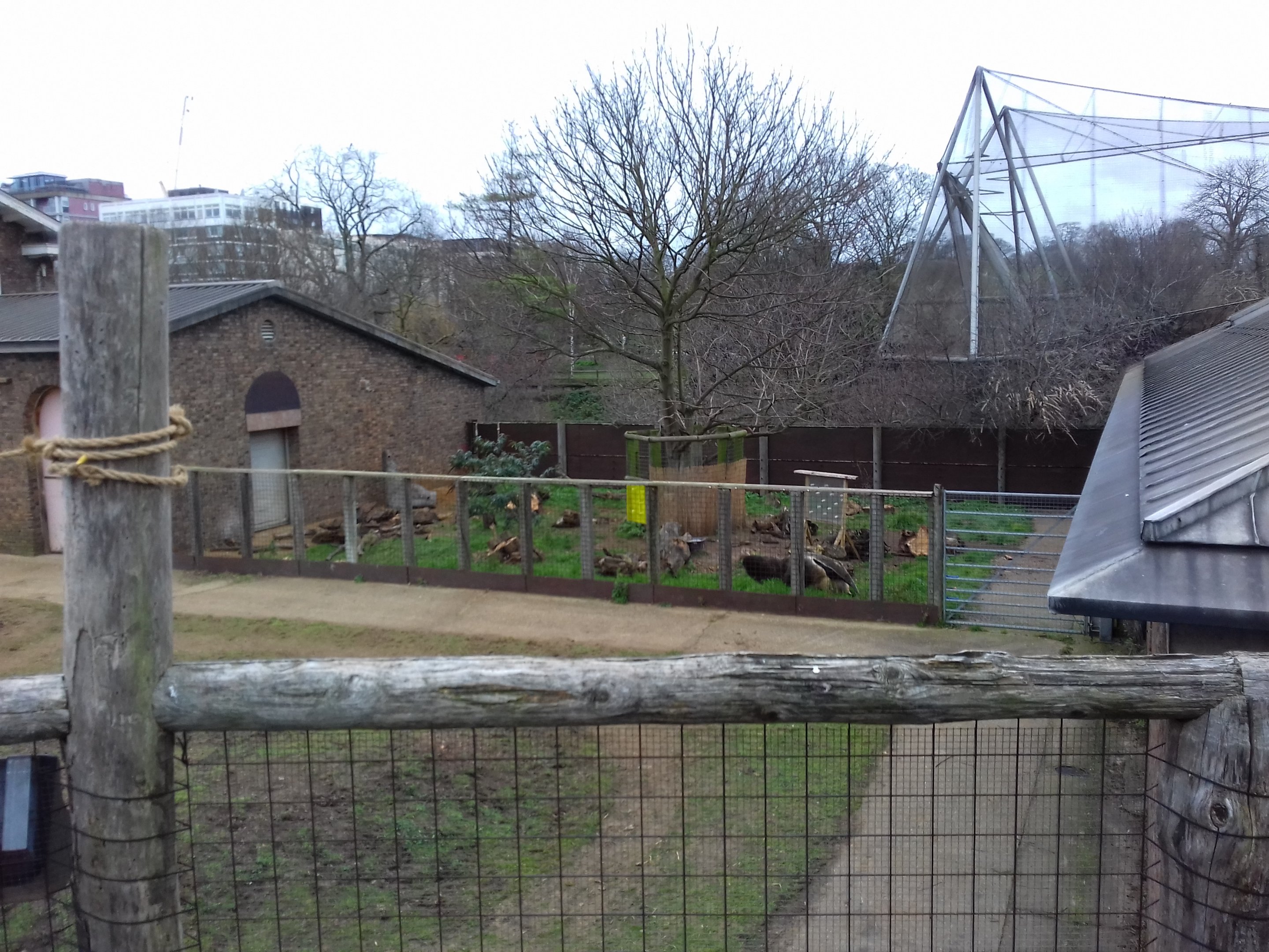 Giant Anteater 12/01/2019