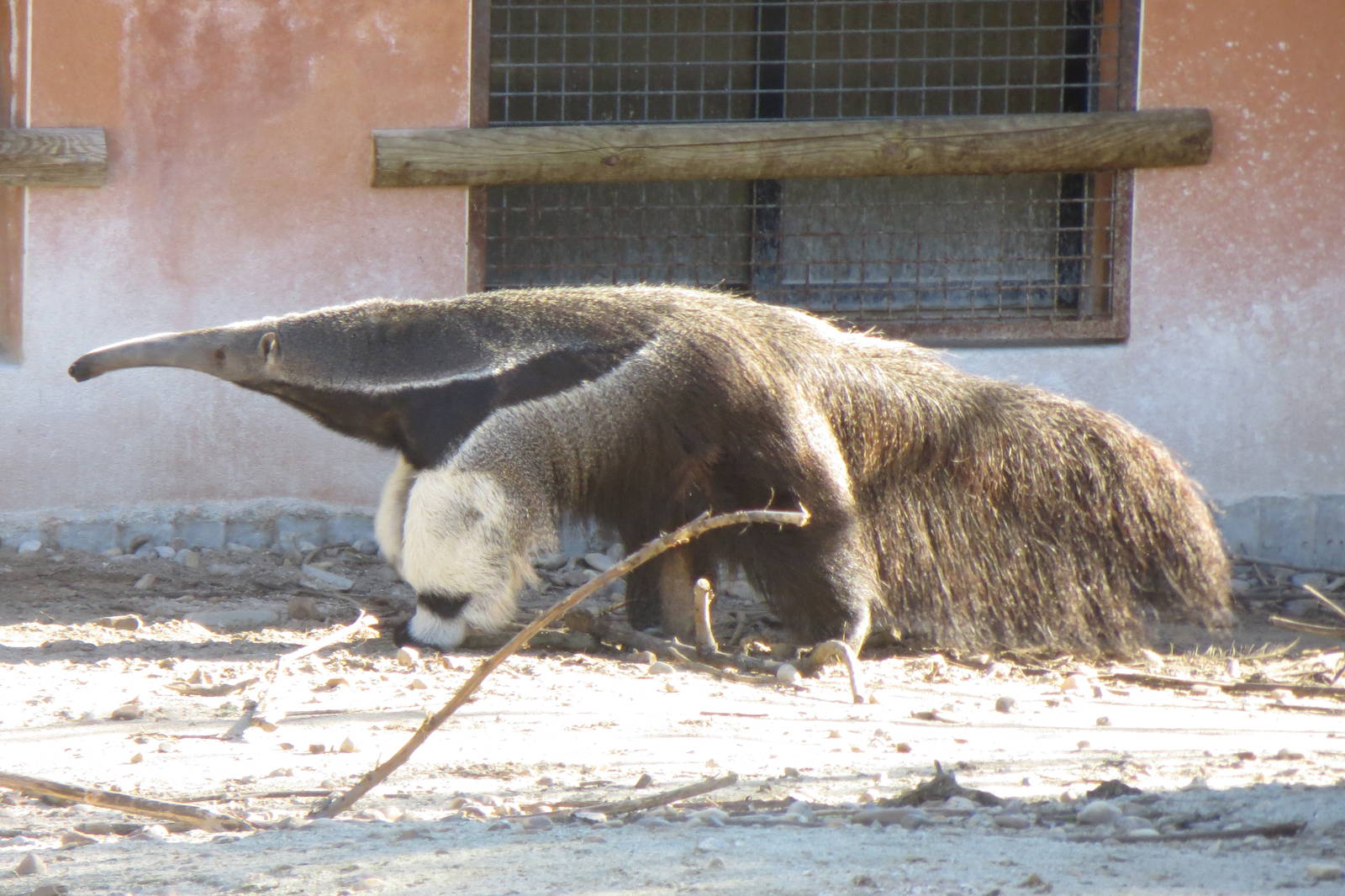 Giant Anteater 150216