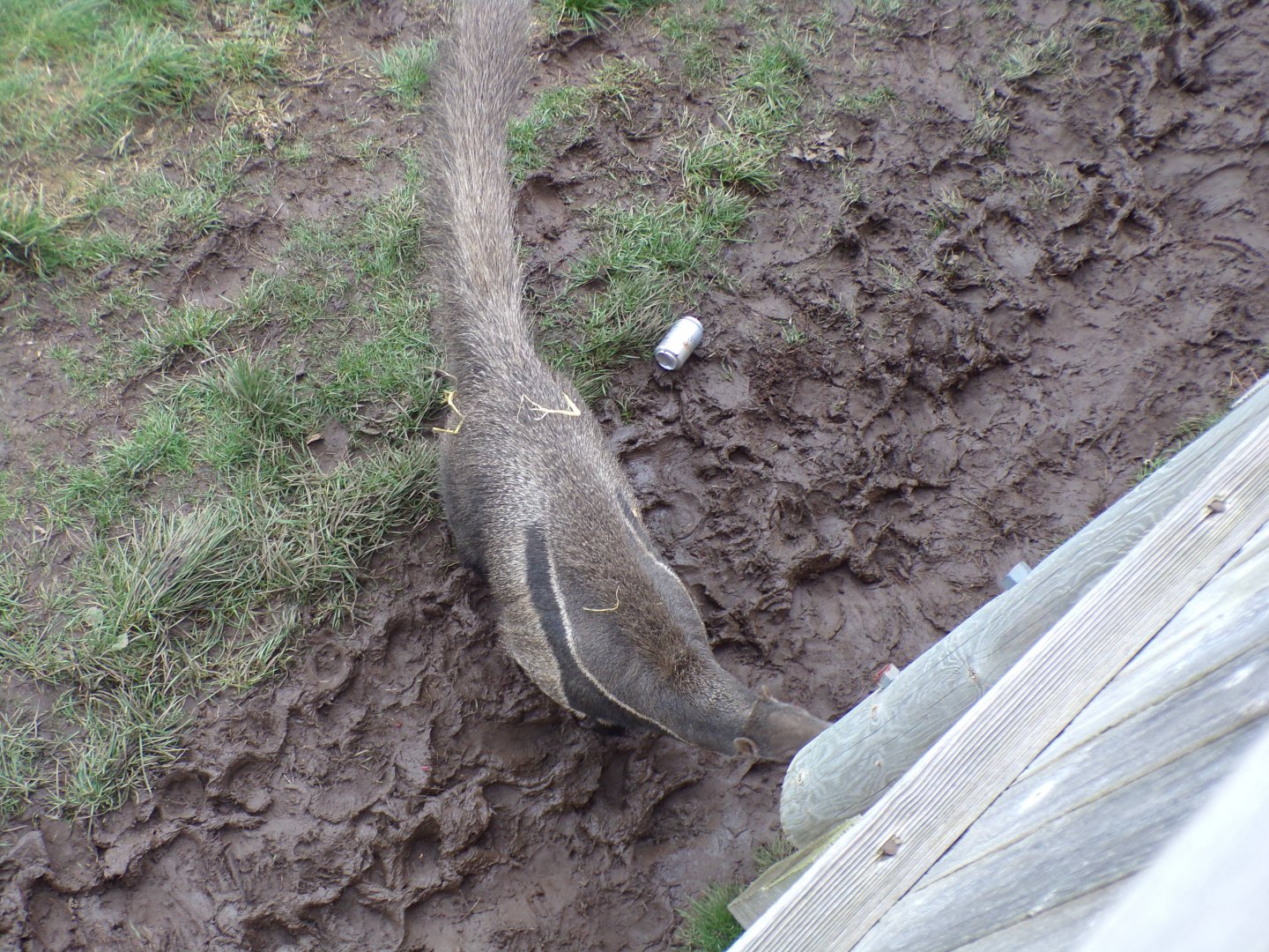 Giant anteater 16.2.24
