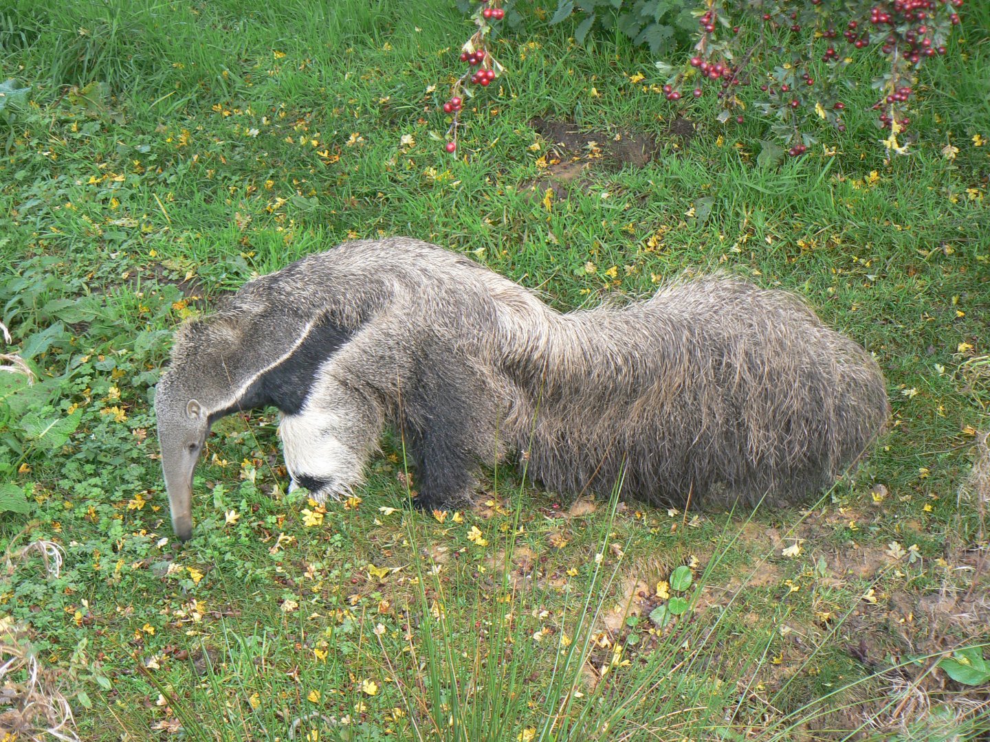 Giant anteater - 16 October 2019