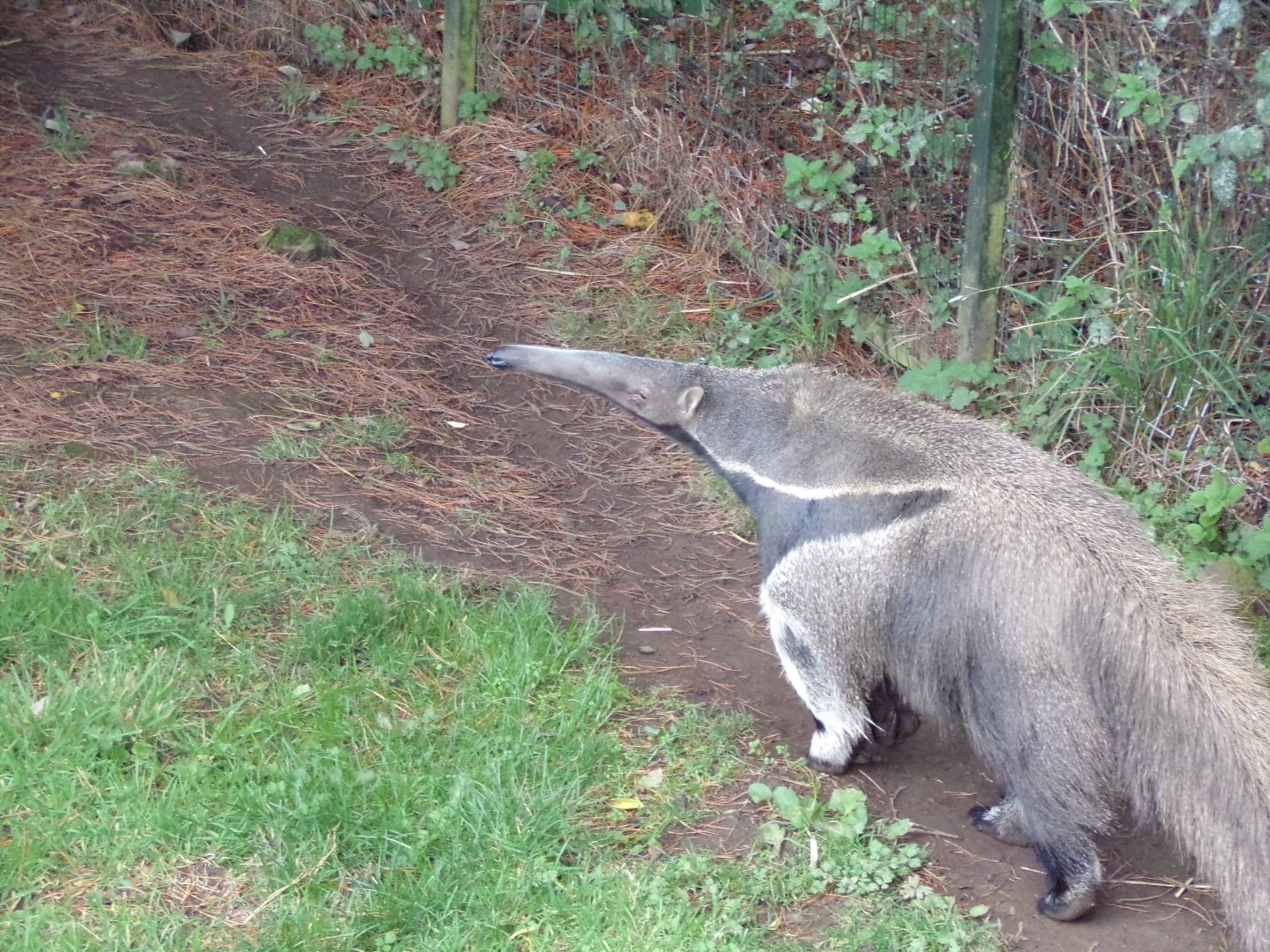 Giant anteater 17.10.24