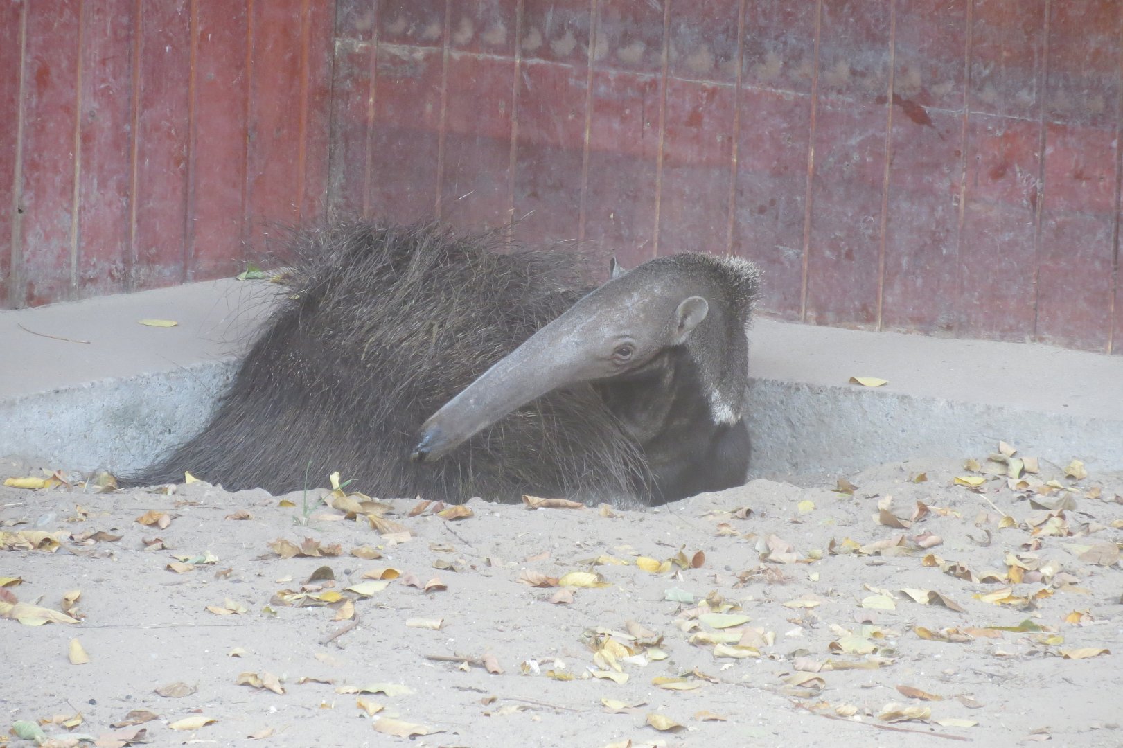 Giant anteater 171018