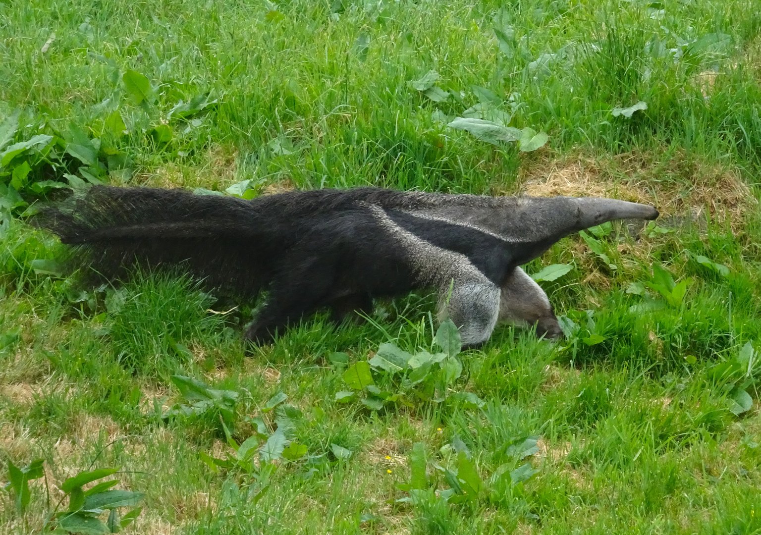 Giant Anteater 19 May 2025