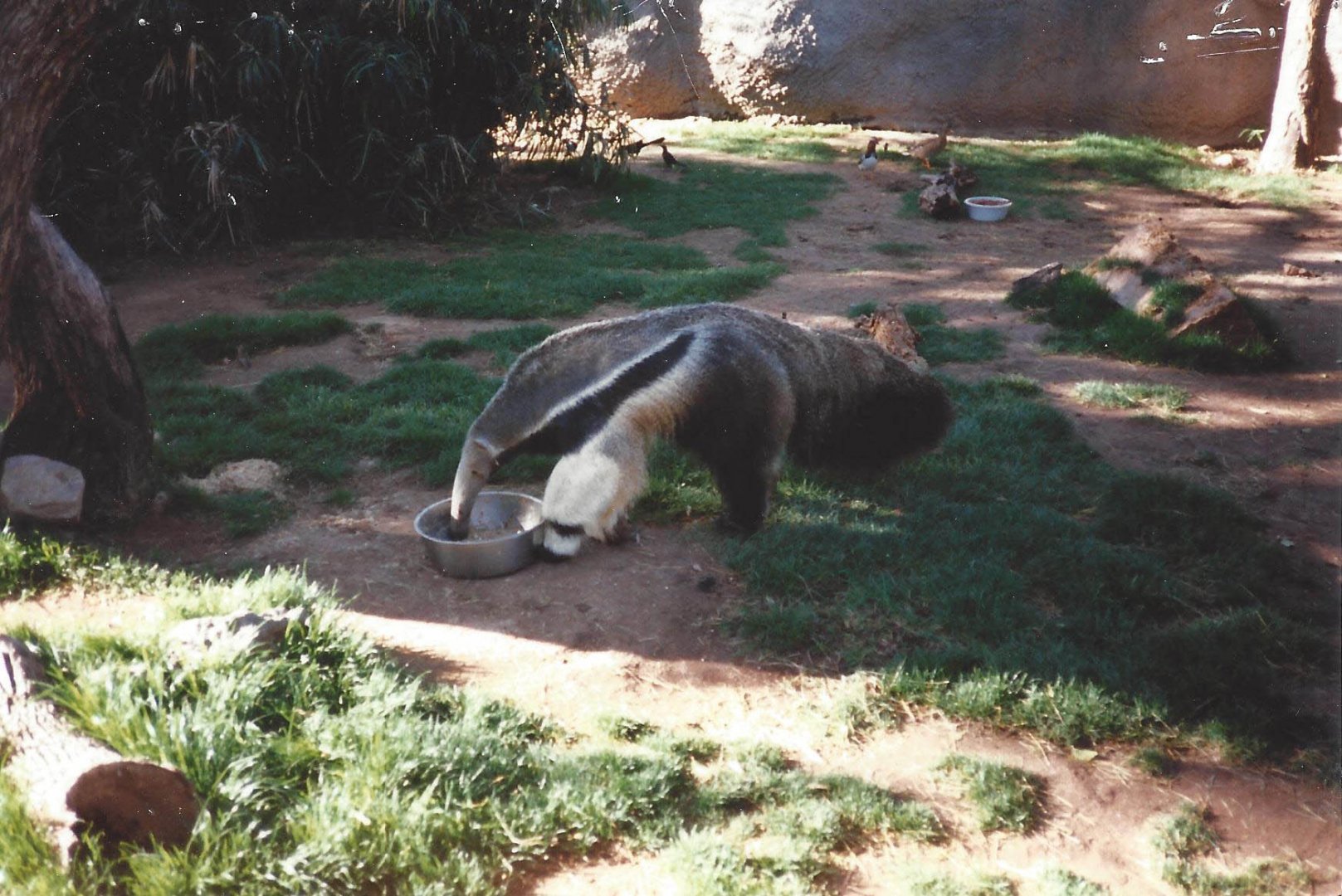 Giant Anteater 1990s