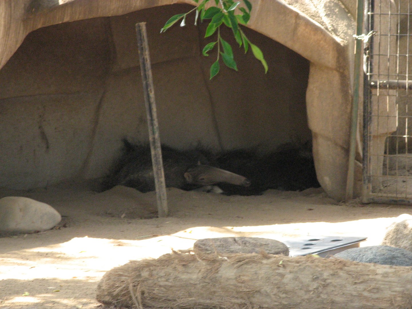 Giant Anteater (2008)